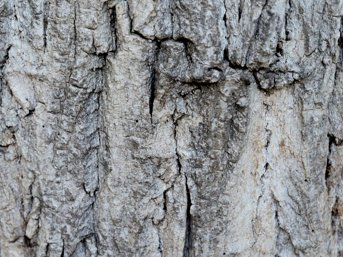 Tree bark 2