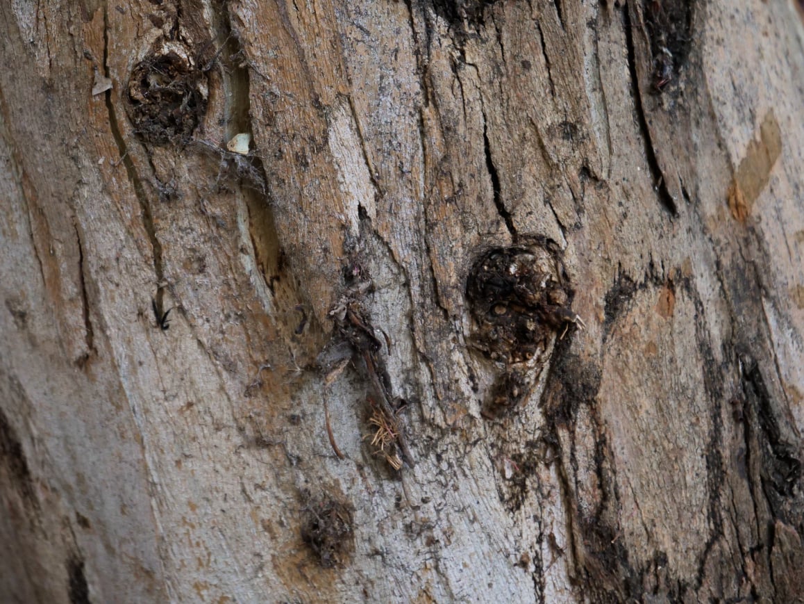 Tree bark 4