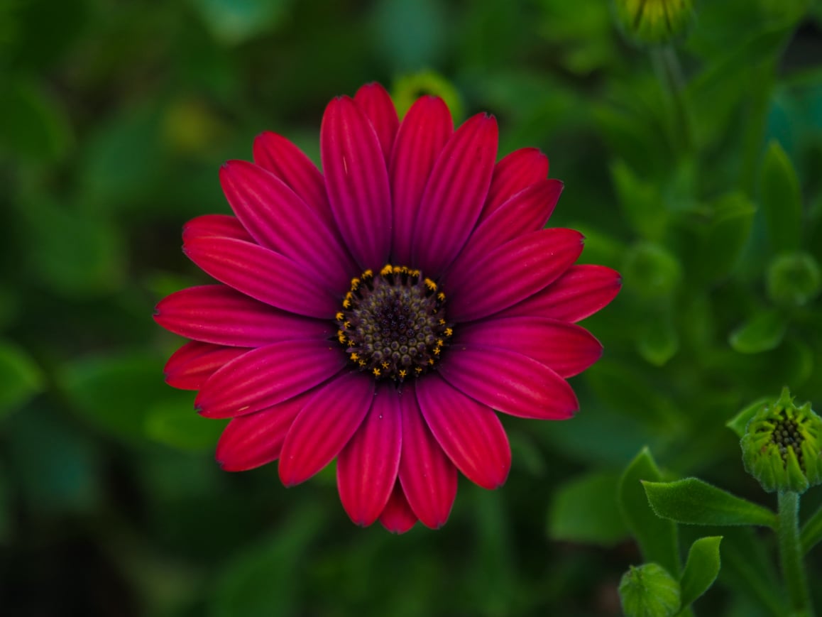 A beautiful red flower with violet tint