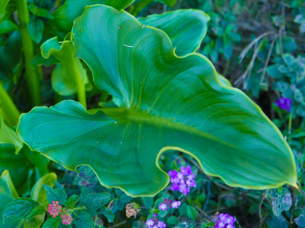 Looks like an elephant's ear!