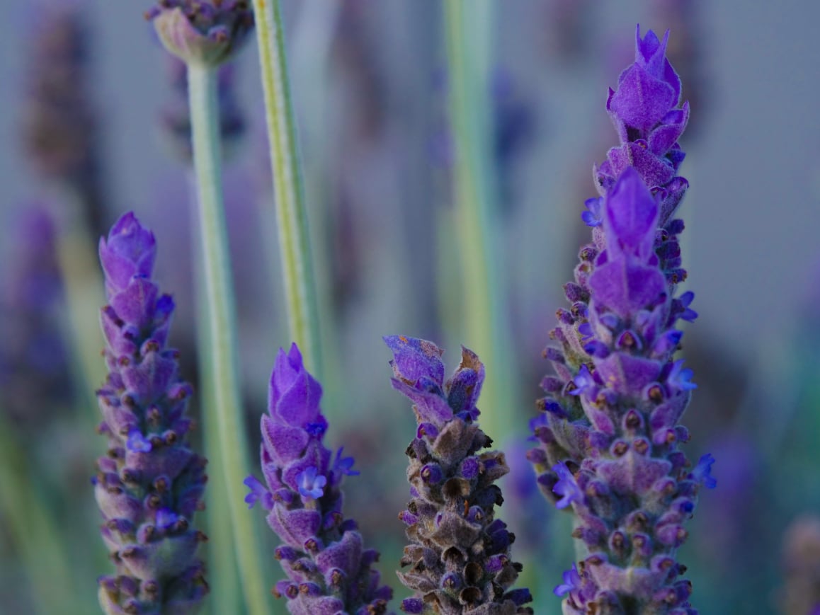 Tall fuzzy purple flowers