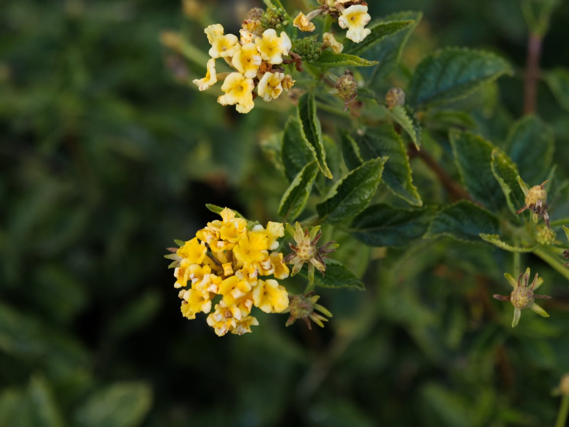 Tiny yellow flowers