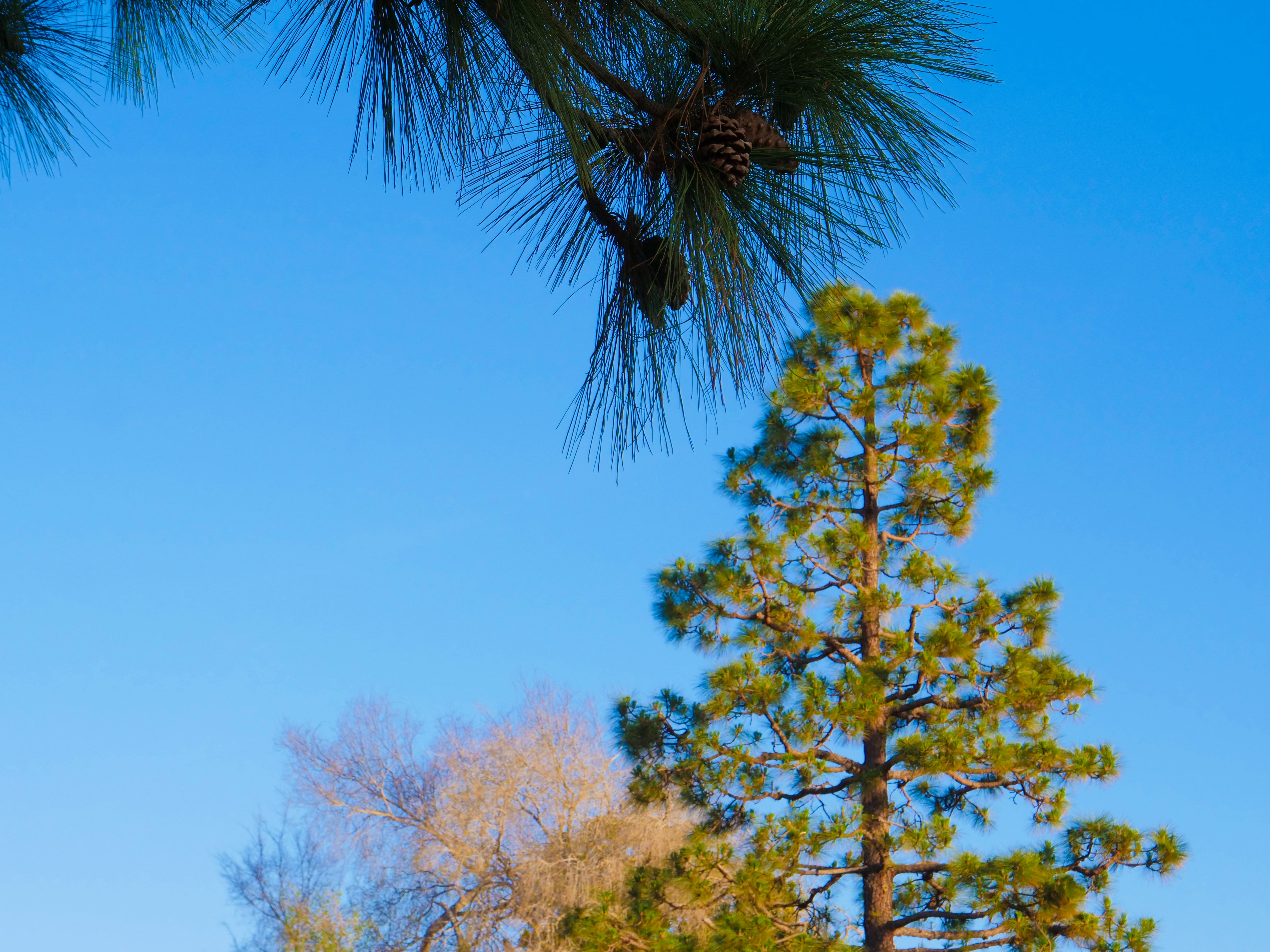 "Jeremiah Tree"